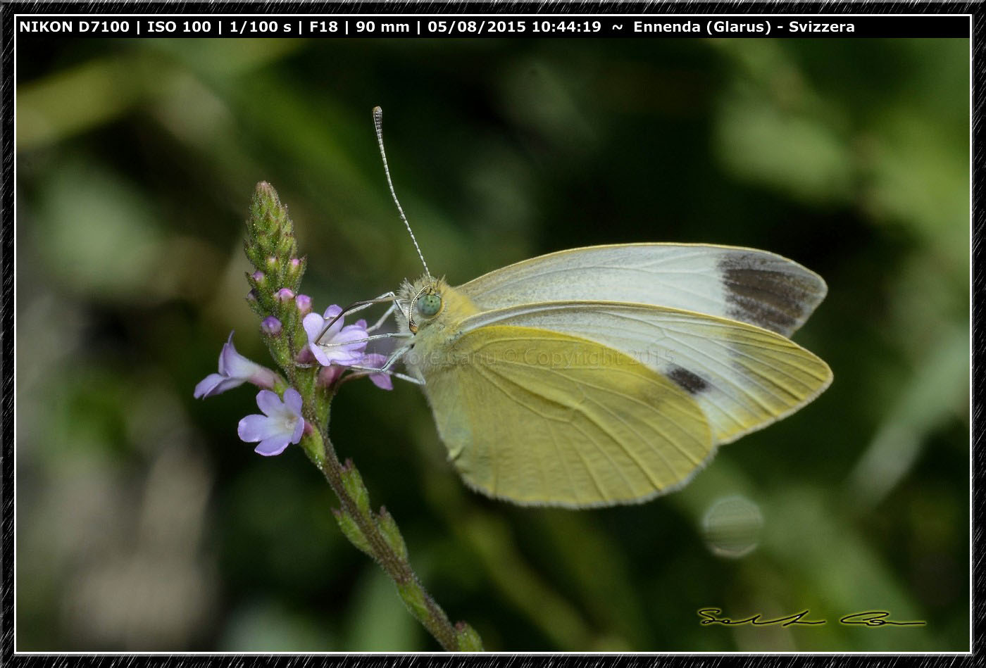 Pieridae - Cfr. Pieris mannii